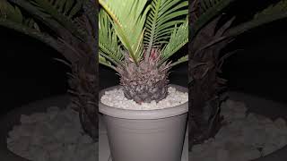 Cycas revoluta Palmfarn [upl. by Tarryn]