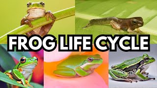 Frog Life Cycle  How Tadpole Transforms Into A Frog  Life Cycle of Frog  Metamorphosis  Science [upl. by Yelnet]