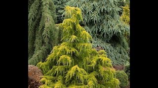 Conifers in the GardenGarden Style nw [upl. by Hatokad]