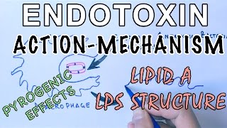 Mechanism of Endotoxins  Pyrogen Activation amp LPS Structure [upl. by Ajax388]