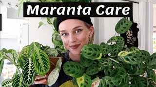 Maranta Plant Care  Propagation 🌿 [upl. by Jenness]