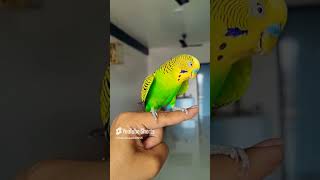 GREEN BUDGIE CHOTU birds tamed budgiesbeby babybirds budgienation cute budiges budgies [upl. by Aamsa642]