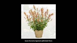 Queen Nectarine Agastache Bin3aiah Plants [upl. by Akimed]