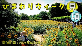 ひまわり畑が見頃です【大阪】長居公園・長居植物園 2024年8月10日土撮影 ひまわりウィーク開催期間：2024年8月3日土～8月18日日ビタミンカラーのひまわりが 元気いっぱい【4K】 [upl. by Madea495]