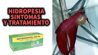 HIDROPESÍA EN PECES  SÍNTOMAS Y TRATAMIENTO  VEJIGA NATATORIA  AcuariosLP [upl. by Neleb57]