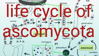 life cycle of ascomycotaascomycota [upl. by Franciscka]