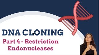 DNA Cloning Part 4  Restriction Endonucleases [upl. by Frederique]