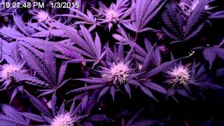 Marijuana Timelapse closeup of flower forming 60 days [upl. by Giselle573]