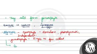 Which type of lifecycle is shown by Kelps Ectocarpus and Polysiphonia a Haplontic b Diplont [upl. by Bortz298]