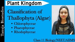 Plant Kingdom  Classification of Thallophyta Algae  Chlorophyceae  Phaeophyceae  Rhodophyceae [upl. by Vevay]