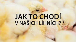 Jsme AGROFERT Jak to chodí v našich líhních [upl. by Reppep]