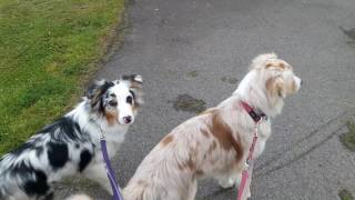 Erklärung zum Aufbau Anti Jagd Training mit Hund mit Liv 7 Monate [upl. by Betty993]