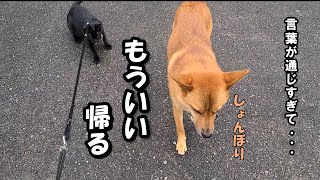 【言葉を理解】生き生きとお姉ちゃんしてたのに飼い主の放った一言で拗ねてお家に帰る甲斐犬が人間にしか見えない [upl. by Leamsi786]