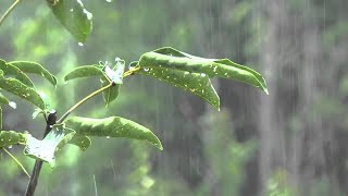 Pluie Relaxante pour Dormir en 2 Minutes  Meilleurs Sons de Pluie dans la Forêt Brumeuse [upl. by Htebesile]