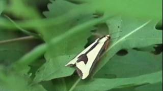 Clymene Moth [upl. by Prisca]