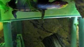 Mr Darcy the Red Cheeked Mud Turtle Episode 1 [upl. by Cullin]