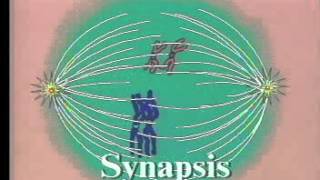 Mitosis Phases  Animated Lecture Embryology [upl. by Atirehgram]