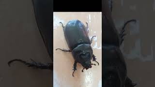 INSECT Oryctes Rhinoceros shortvideo trending [upl. by Nnairrek]