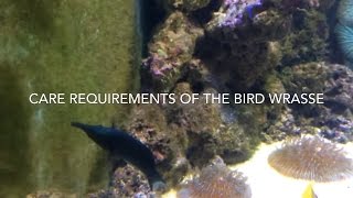 Bird wrasse care Gomphosus varius [upl. by Castor]