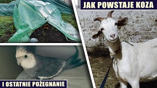 Jak powstaje koza i ostatnie pożegnanie [upl. by Clarisse]