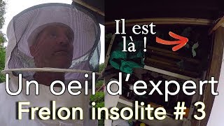 Un oeil d’expert  Nid insolite et très dangereux  3 [upl. by Arne920]