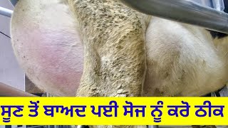 udder odema swelling treatment in cows and Buffalo [upl. by Ordep]