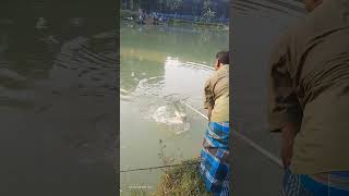 amazing big mrigal fish catching by traditional hook viralvideo freshwaterfish hookfishing fish [upl. by Llednahs]