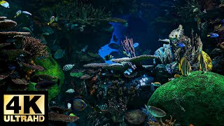 Underwater Environment In Aquarium With 4K Resolution  Relaxing Underwater Sounds [upl. by Anaujik]