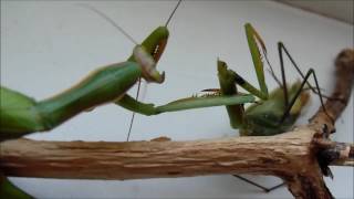 How the female praying mantis eats the male mantis [upl. by Narmi]