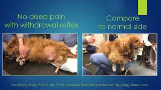 Differences between nociception and withdrawal reflex in animals [upl. by Nairda469]