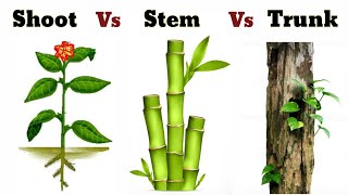 Difference Between Shoot Stem And Trunk In Plants [upl. by Dranik596]