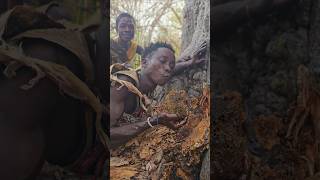 Stinging Bees Honey Harvesting shortsfeed hadzabetribe [upl. by Longawa]