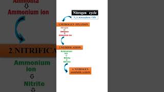 Nitrogen cycle within 60 seconds [upl. by Roos]