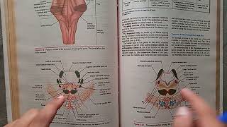 Guidelines BraintstemNeuroanatomy midbrainponsmedulla oblongata proff preparation neuroanatomy [upl. by Dowzall]