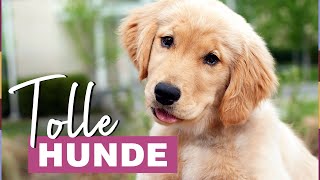 Beste Familienhunde Diese Hunderassen sind besonders geeignet [upl. by Ramoh535]