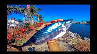 Bonito off the Jetty Alamitos Bay Long Beach CA [upl. by Esiuqcaj896]