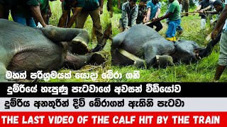 The last video of the calf hit by the train මින්නේරිය බිහිසුණු දුම්රිය  වන අලි අනතුරේ සුලමුල [upl. by Lilith597]