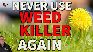 How to get rid of weeds without weed killer  Dandelions clover plantain daisy chickweed [upl. by Katerine884]