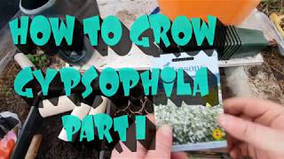 How to grow gypsophila from seed part 1 [upl. by Stevens]