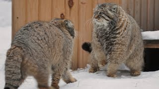 Pallass cats are fighting over territory after breeding season [upl. by Harte903]