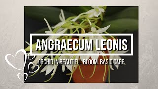 Angraecum leonis orchid in beautiful bloom Basic care [upl. by Gerhardt]