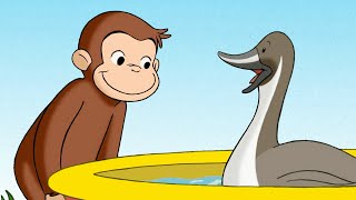 Curioso Come George 🐵 Lo stagno delle anatre 🐵Cartoni per Bambini [upl. by Maitund]