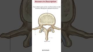 vertebral column anatomy quiz [upl. by Dyson175]