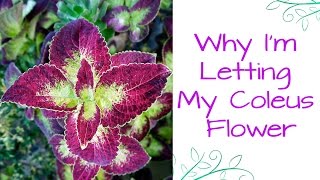 Why Im Letting My Ginormous Coleus Flower Like Crazy This Year [upl. by Ateiram]