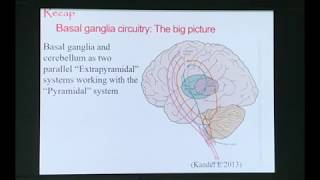 Neuroanatomy of the Basal nuclei Part 2 Neuroanatomy of the Basal ganglia Part 2 Basal ganglia [upl. by Akirdna]