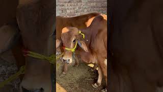 Pure Sahiwal Wacha Farming Pakistan virlvideo short foryourpage cowaymalaysia [upl. by Rahmann]