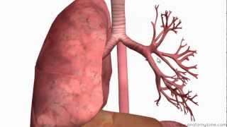 Respiratory System Introduction  Part 2 Bronchial Tree and Lungs  3D Anatomy Tutorial [upl. by Anitnamaid90]