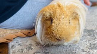 Popcorn from Max 🐹 Longhaired guinea pig [upl. by Marcia]