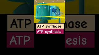 ATP synthase chemistry science biology [upl. by Eilah]