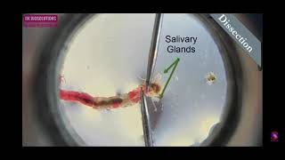 Preparation of polytene chromosome Part21 [upl. by Hajan740]